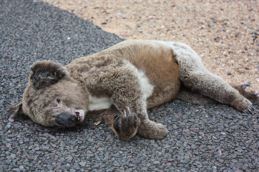 GRISLY END: A young male koala loses his life to a vehicle on the Kamilaroi Highway between Curlewis and Nea.