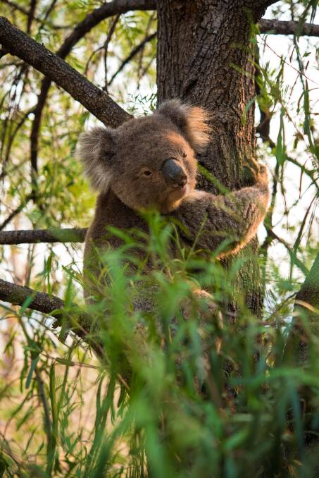 The university team is monitoring the temperature of koalas to find out if water helps them to stay cooler. Photo: Angela McCormack