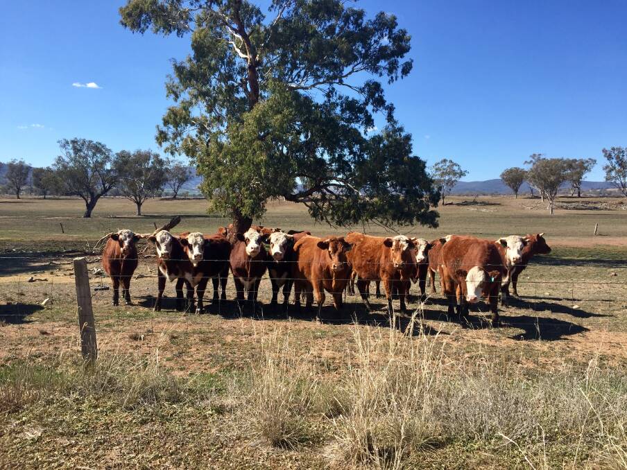 GET-TOGETHER: As the drought drags on, a former Gunnedah resident is keen to bring locals together for a fun night out. Photo: Vanessa Hohnke