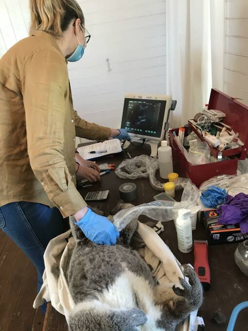 University of Sydney PhD student Sarah Simpson examines the bladder and reproductive tract of an anaesthetised koala in Gunnedah. 