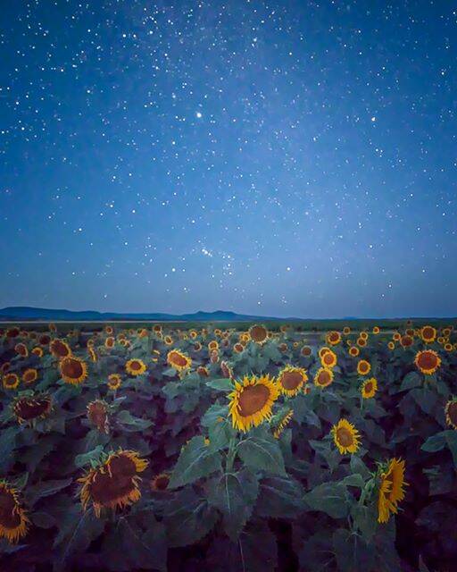 Sunflowers under the stars. Photo: JaydidPhoto