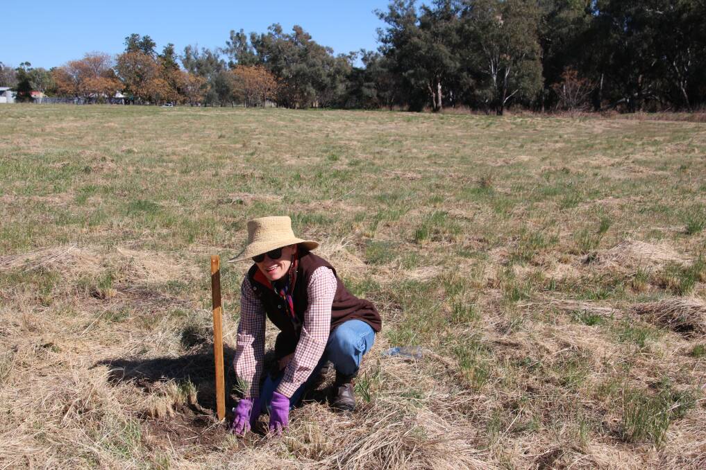 Gunnedah Urban Landcare Group member Martine Moran planting a tree near the Namoi River last year.