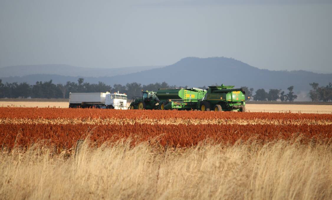 HUM OF HARVEST: Signs of harvest at Breeza Station on the Breeza Plains on Friday. Sorghum harvest finished at the station on Saturday.