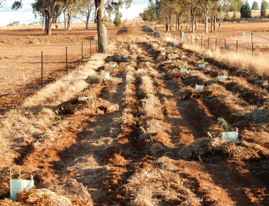 Emerald Hill farmers Ingrid and Wayne Yeo have planted more than 700 tree corridors to provide habitat for wildlife including koalas.
