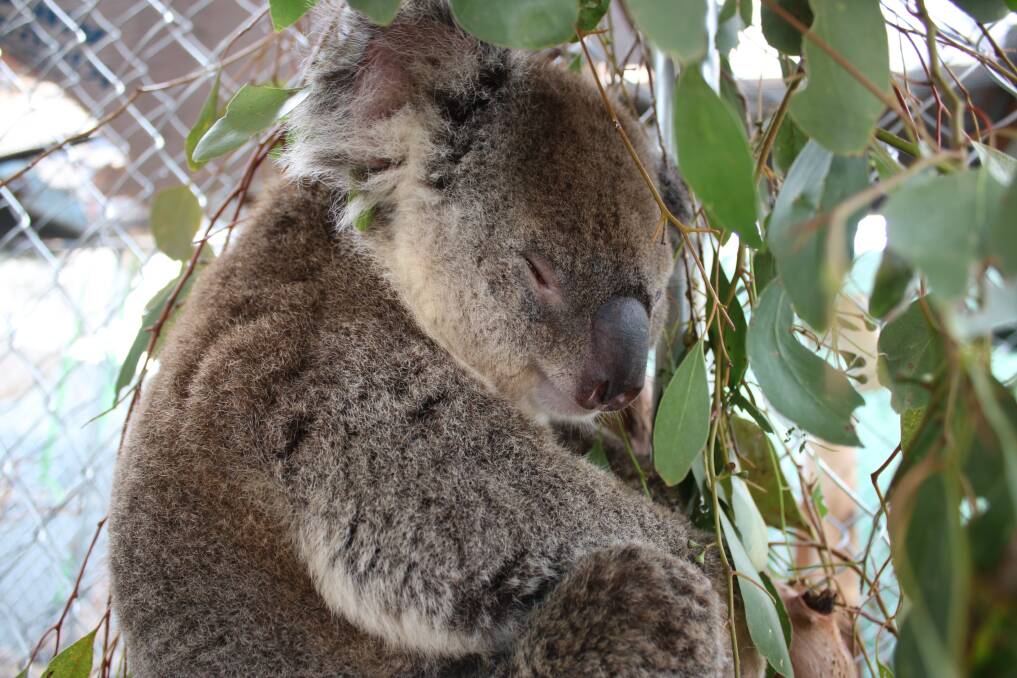 Flicker is a female koala from Moree who is recuperating at the Morans. Photo: Vanessa Hohnke