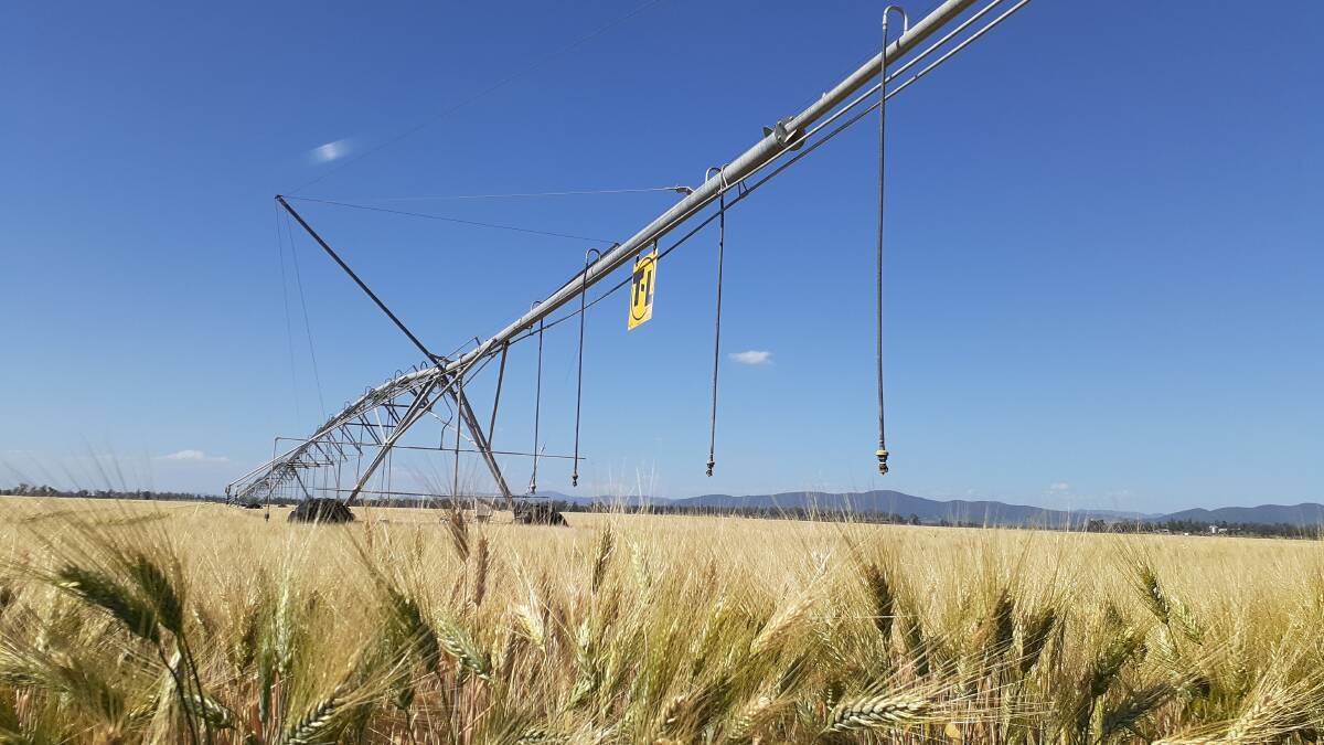 NEW IDEA: Liverpool Plains Shire Council plans to sell left over water from Quirindi's town supply to irrigators.