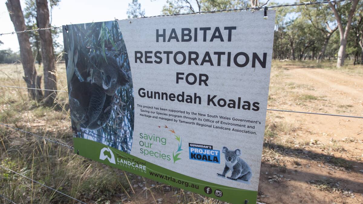 'It's a magic idea': Rewards from building koala's future homes