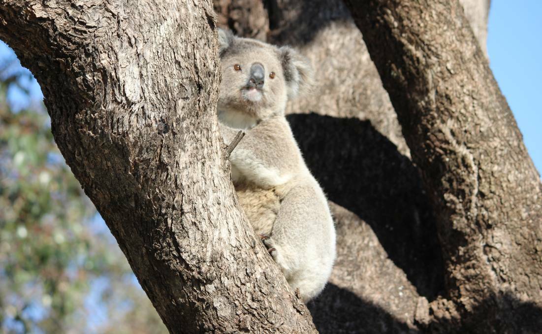 MIXED REACTION: Local koala activists are pleased to see more habitat set aside for the states koalas but would like to see more local support. Photo: Mark Rodgers 