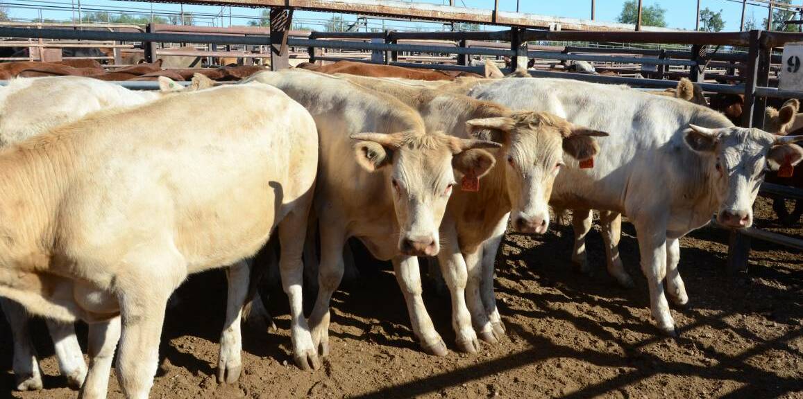 ON THE UP: Cattle prices have improved since before Christmas thanks to welcome rain throughout the region. Photo: Billy Jupp 
