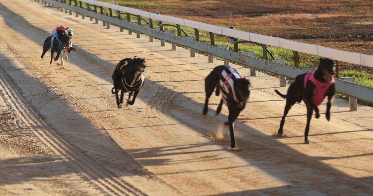 POSTPONED: Gunnedah's Sunday twilight greyhound racing meeting has been rescheduled to Wednesday. Photo: Billy Jupp 