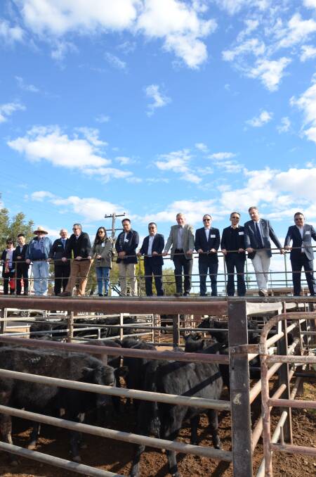 BIG OPPORTUNITY: Gunnedah Shire Council has hosted a delegation of potential Chinese beef industry investors throughout the shire this past week. Photo: Billy Jupp