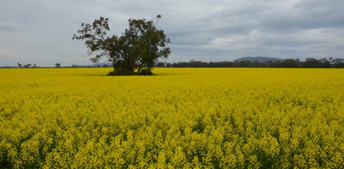GEARING UP: Farmers across the region are preparing to plant winter crops such as canola in the coming weeks. 