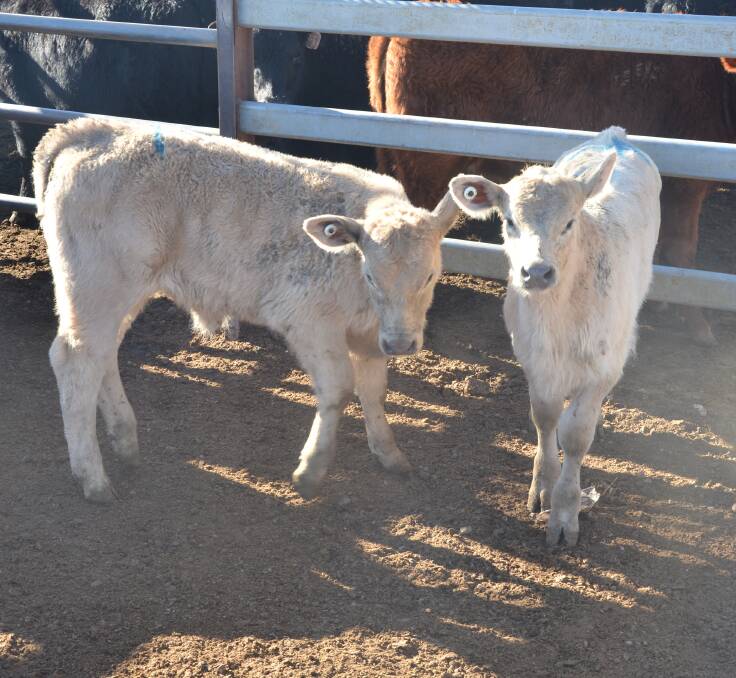 BARGAIN: Recent markets have seen young calves be sold for as little as $20. Photo: Billy Jupp 