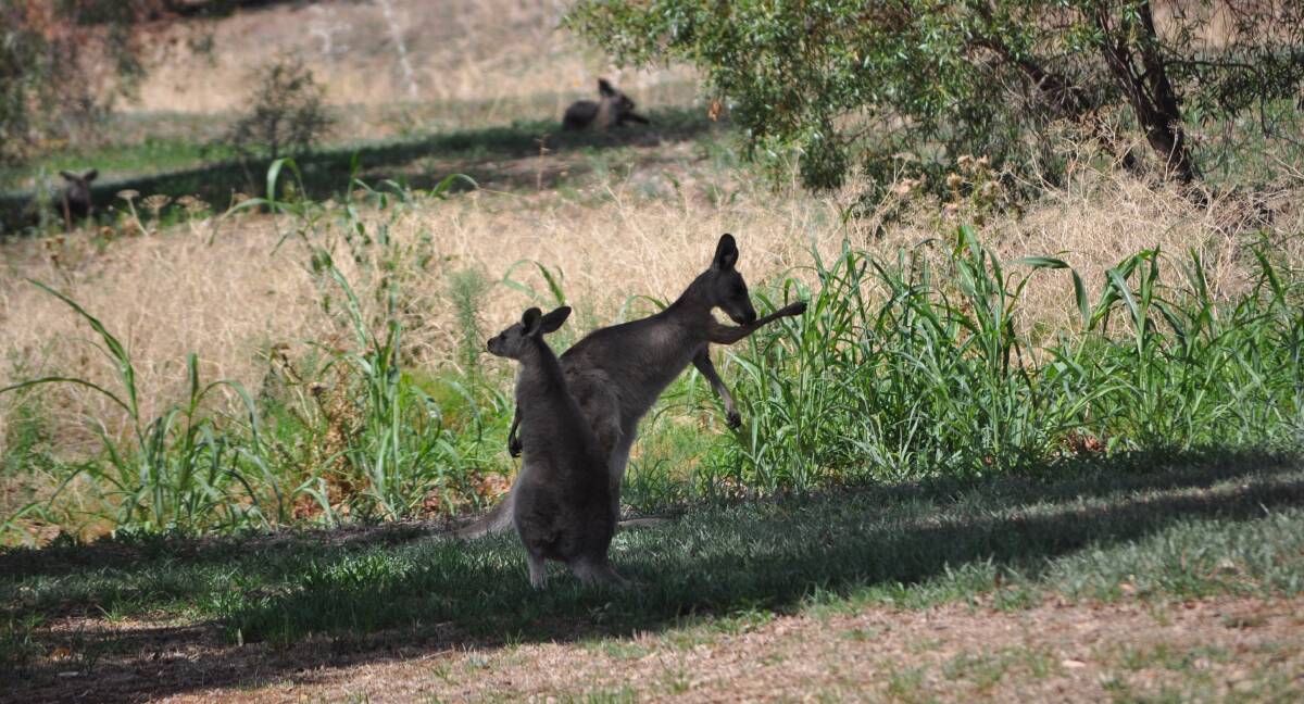 CALL FOR CAUTION: Gunnedah police are calling on locals to take care when driving past wildlife. Photo: File photo 