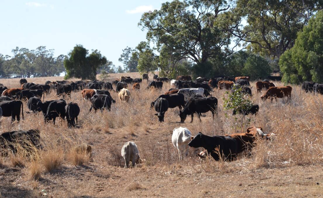 TOUGH TIMES: A drover moves a herd of cattle along the dry roadside near Gunnedah. Photo: Billy Jupp 