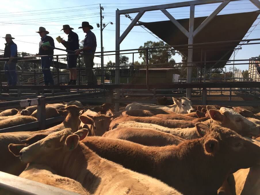 LAST CALL: Gunnedah livestock agent Sam Pevey looks for a bid at Gunnedah's weekly fat cattle sale. 