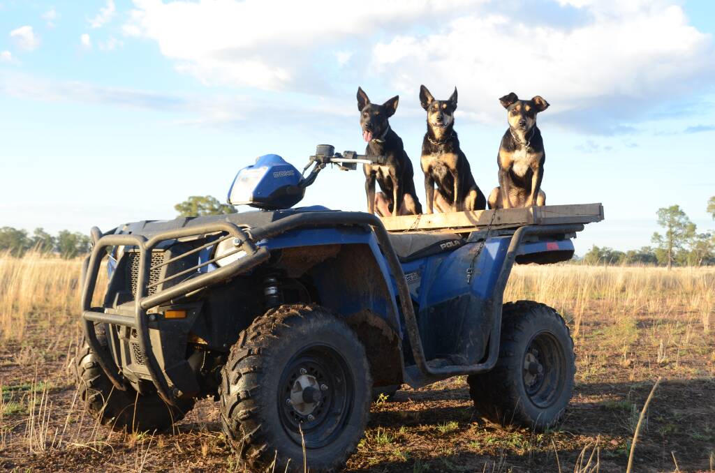 WORKING SAFER: The ACCC are seeking feedback from stakeholders on quad bike safety reform. Photo: Ashley Gardner 