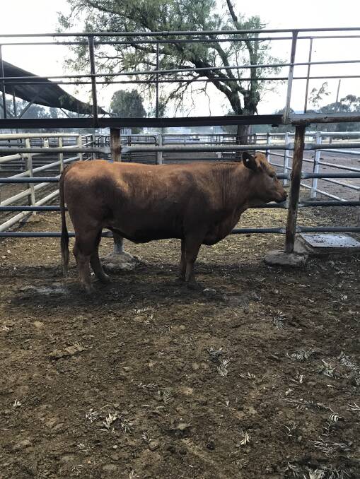 SOLD: The proceeds of this heifer sold at the Gunnedah fat cattle sale were donated to the Westpac Royal Helicopter service. 