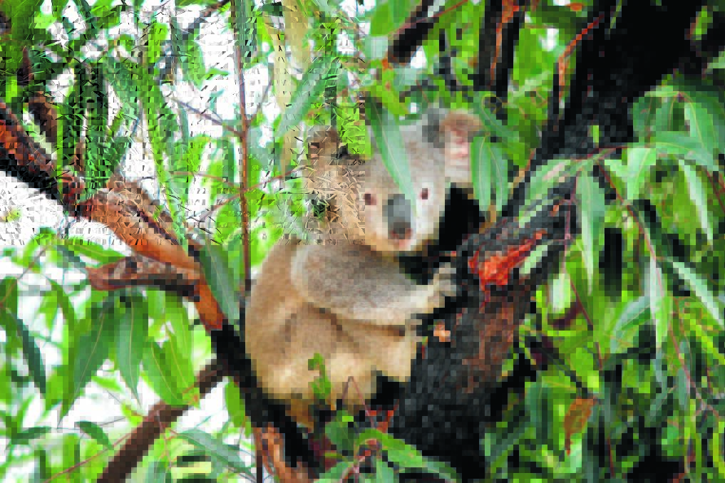 UNDER THREAT: Koala activists are urging Gunnedah Shire Council to include medical facilities at the shire's future koala park. Photo: Sylvia Liber 