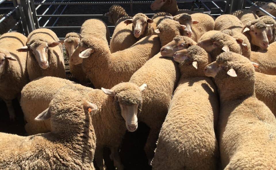 HIGH DEMAND: Shearers will be in high demand this spring due to the absence of New Zealand-based shearers. 