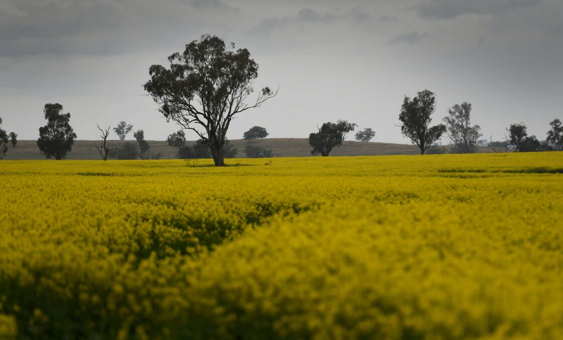 REBOUND: Steady rain has not only helped crops flourish, but it has also helped soil recover from drought. Photo: Gareth Gardner 