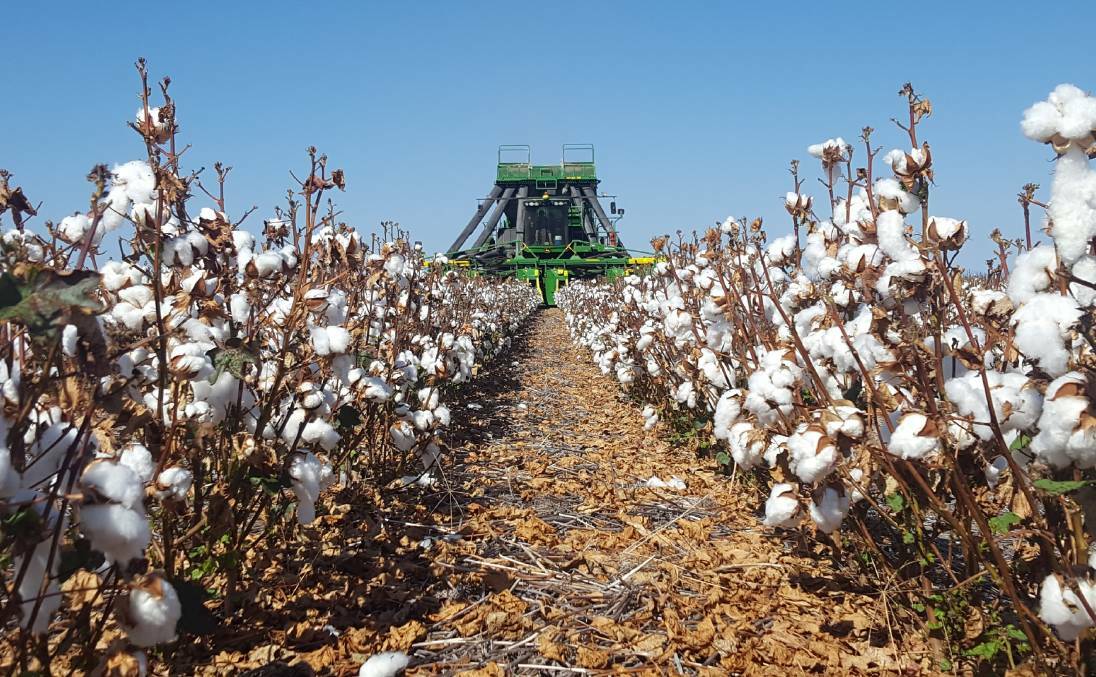 POTENTIAL: Gunnedah Shire Council will look to work alongside Tongyu Heavy Industry to explore the creation of biofuel from cotton trash. Photo: File photo 