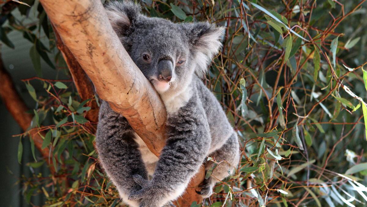 UNCERTAIN FUTURE: A Gunnedah koala rescuer is calling for more support measures for koalas impacted by the drought. 