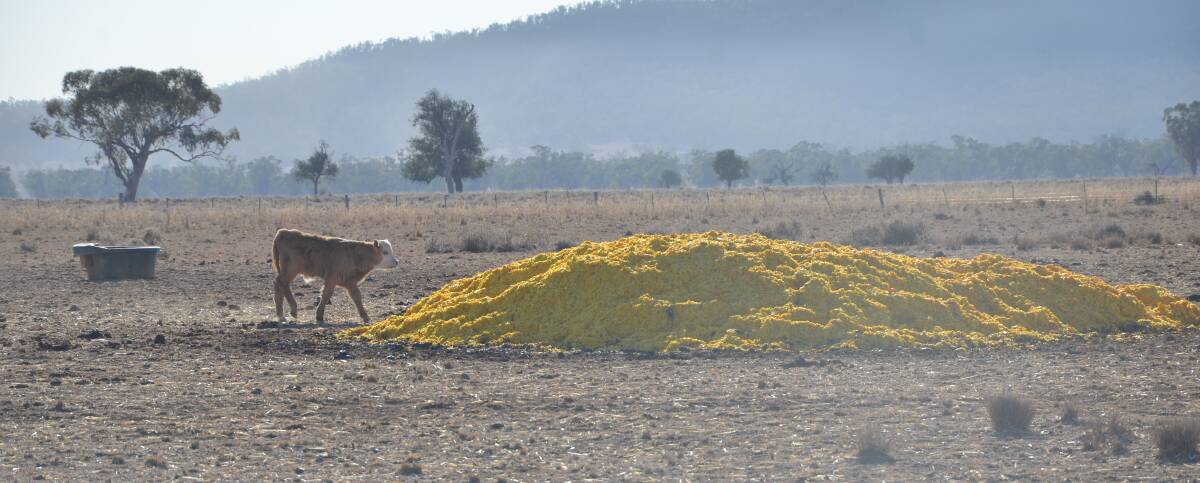 OUTSIDE THE BOX: A calf at Gunnible's Telba property near Carroll, makes it's way to the orange pile for an early morning feed. Photo: Billy Jupp 