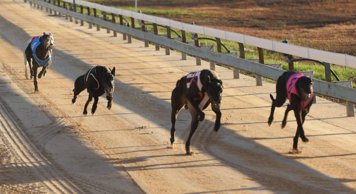 POSITIVE NOTE: The Gunnedah Greyhound Racing Club will host four more meetings in 2019. Photo: Billy Jupp 