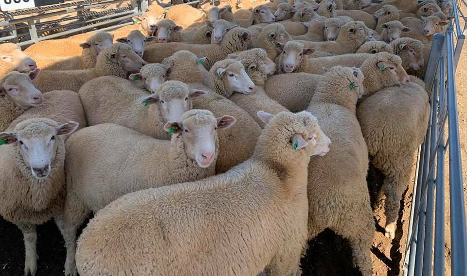 CONCERNS: Processing issues due to COVID-19 have been identified as a key cause for a drop in lamb prices. 