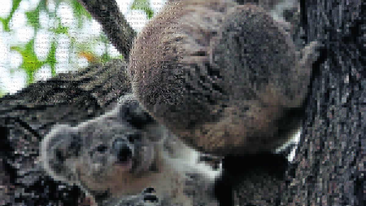UP IN THE AIR: Local koala experts remain unsure what benefits Gunnedah will see from the state government's koala strategy. Photo: File Photo 