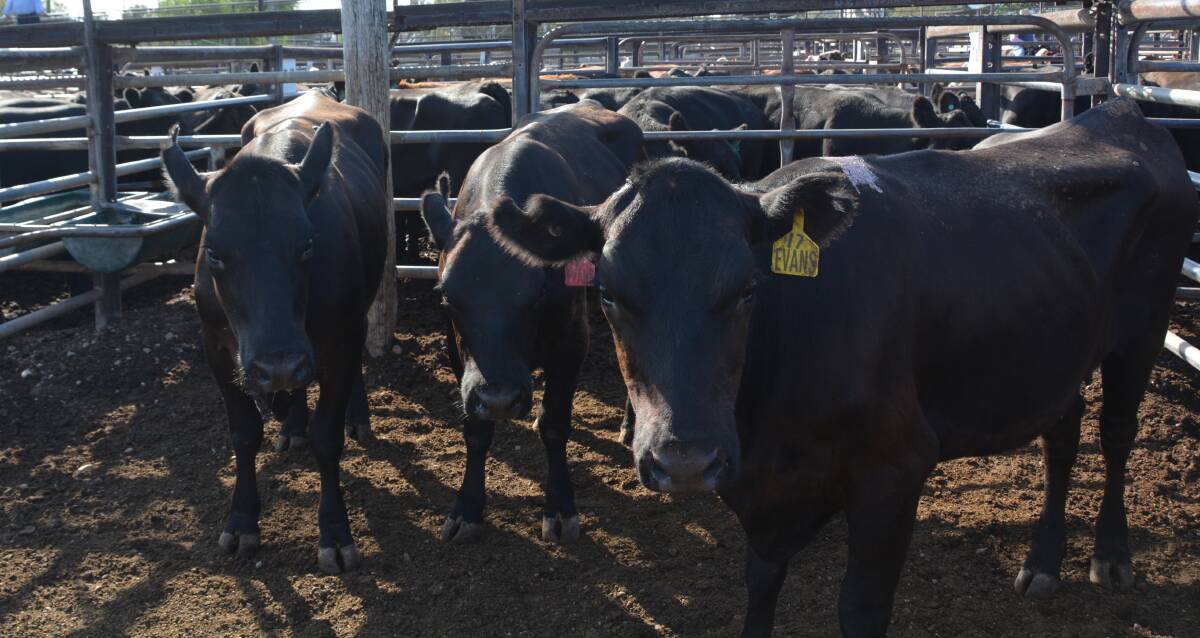 ON THE RISE: Cattle prices at the region's recent sales have increased sharply due to welcome rainfall. Photo: Billy Jupp 