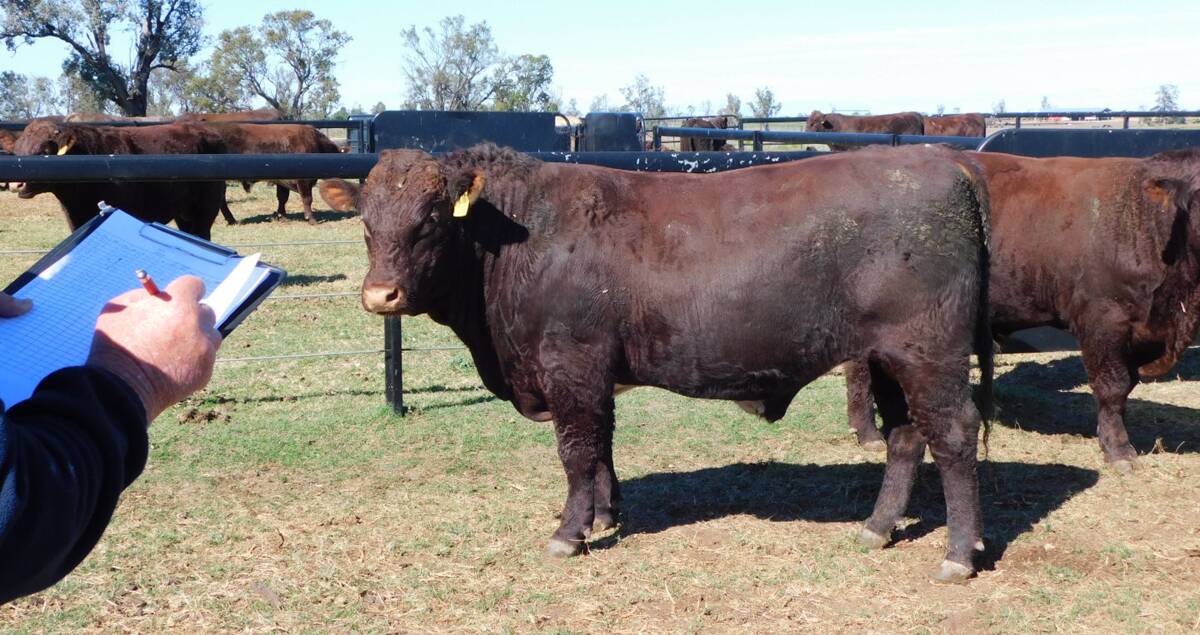 EXCELLENT STRUCTURE: All sale bulls were independently assessed by beef consultant Dick Whale in May. 