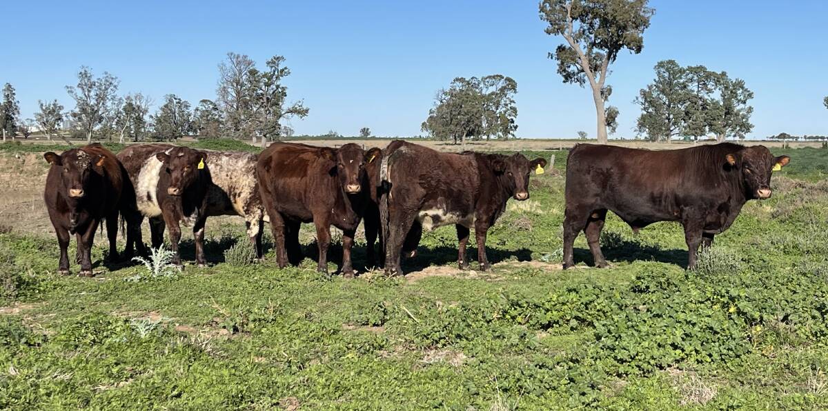 COMMERCIALLY-RELEVANT CATTLE: The focus at Weebollabolla is on self-replacing herds that return maximum profit per hectare with minimal management.