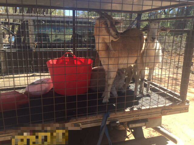 TAKEN: Goats stolen from a Dandry property. Photo: NSW Police