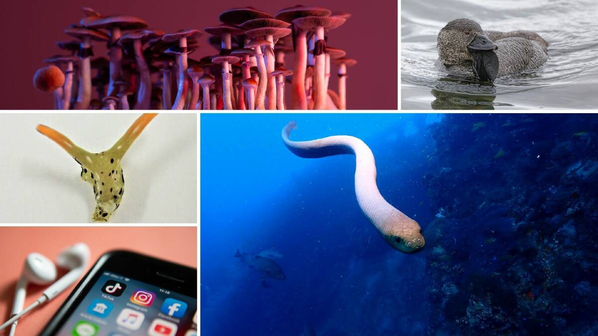 WEIRD SCIENCE: Magic mushrooms growing in the bloodstream (top left), fowl-mouthed Australian musk duck (top right), sea snakes are a little too attached to scuba divers (bottom right), teens develop Tourettes tics from social media (bottom left), sea slugs live comfortably without their heads (left above).