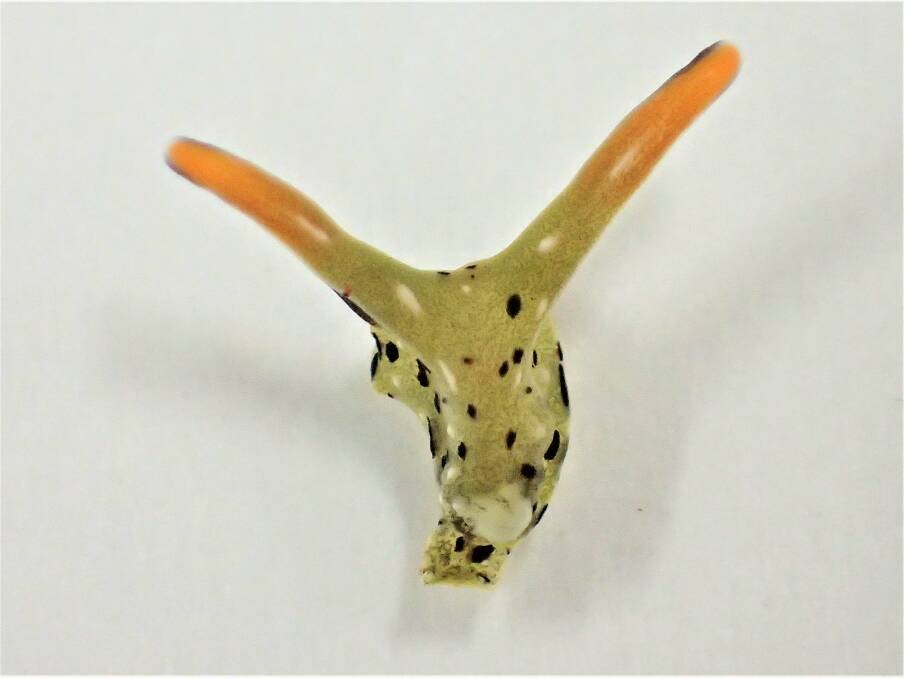 DON'T LOSE YOUR HEAD: The head of sea slug 'elysia cf marginata' just after autotomy. Picture: Sayaka Mitoh (supplied)