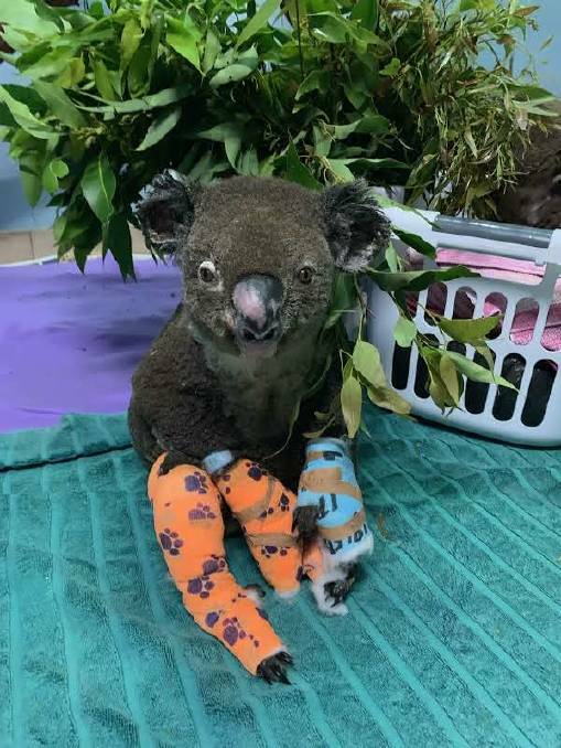 Drums beat for moratorium on logging in koala habitat