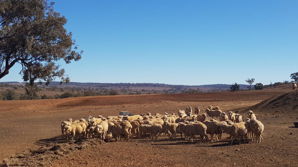Reprieve from last resort for desperate sheep farmer | The Big Dry