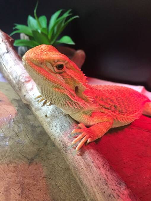 TAKEN: Rocco the yellow bearded dragon should be in his warm enclosure at Somerton Public School. 