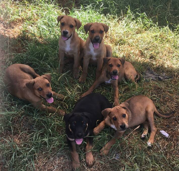 RUFF RULES: The rules for selling or giving away pets - like these pups that recently came into a regional rescue group's care - will apply to ads anywhere, such as in newspapers, on community notice boards and online.