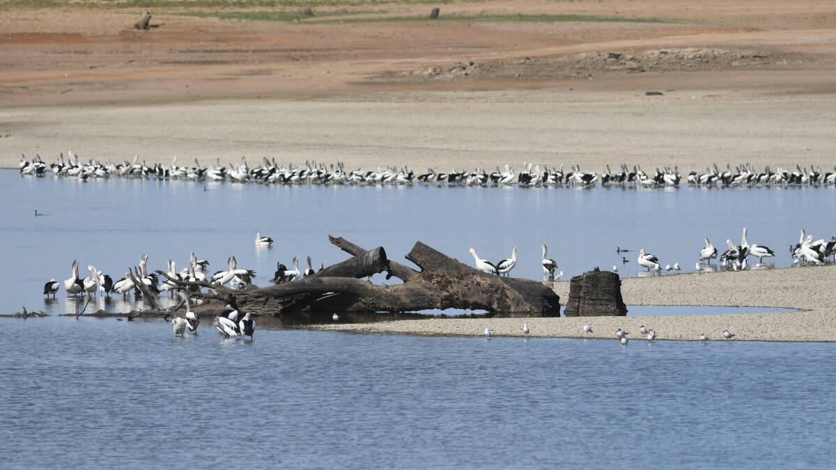 FISH IN A BARREL: A 'huge amount of birds' has been seen at the dam, picking off the fish more easily now the water level is at an almost-historic low. Photo: Gareth Gardner 020119GGE22