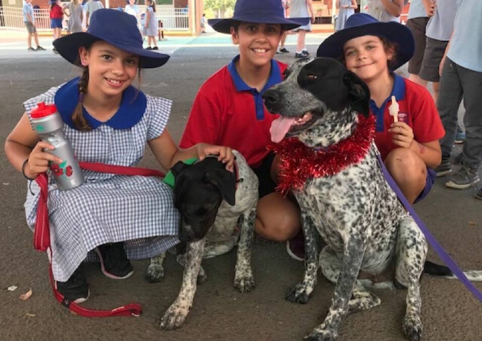 Indi and her puppy Quinn were highly sought-after for Christmas photos on the last day of term 4 at Tamworth West Public School. 