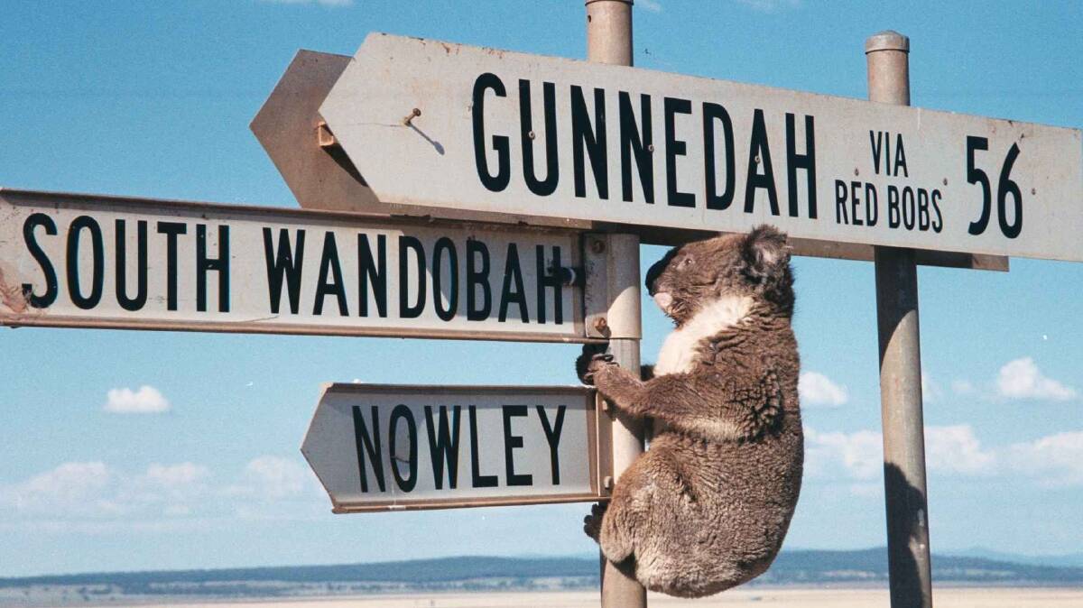 SHOW YOUR INTEREST: Gunnedah Shire Council is seeking an operator for a future koala park and education centre to be established in the town.