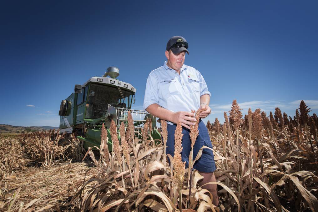 TESTING TIMES: AMPS research manager Matt Gardner inspects the sorghum crop as harvesting gets under way. Photo: Peter Hardin 050219PHB003