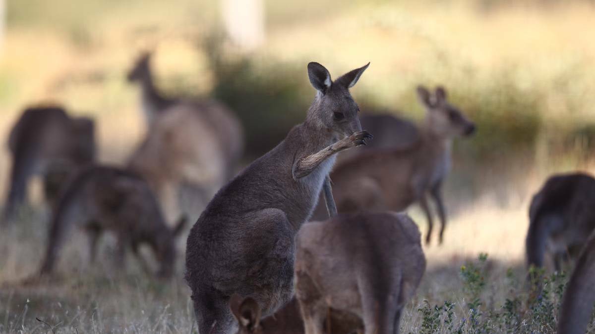DRUG DRIVER: A man who crashed and rolled his car on the Newell Highway with methamphetamine in his system said he tried to avoid hitting a kangaroo. FILE PHOTO