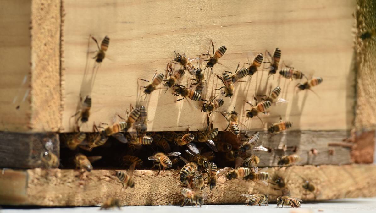 Buzz kill: The threat from cotton spraying is stunting honey production among some beekeepers in the north west.  Photo: Gareth Gardner 