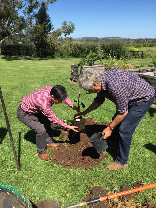 Robert Hoddle (right) planting a tree together with a business representative from China during last year's visit in Gunnedah.