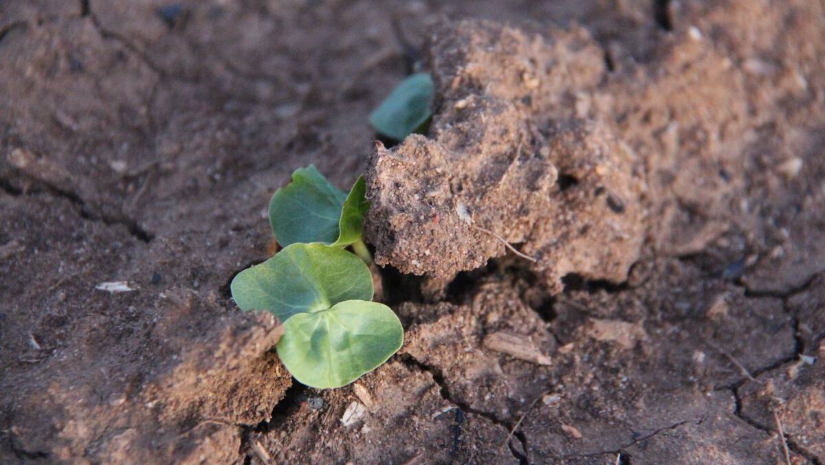 Cotton growers have started planting for the 2016-17 season.