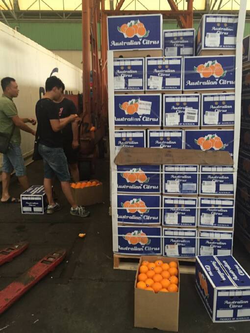 Juicy prospects: Gunnible oranges arrive in China after the export trial last year. The Gunnedah grower has secured a deal to double its export.